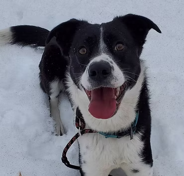 Dog 5