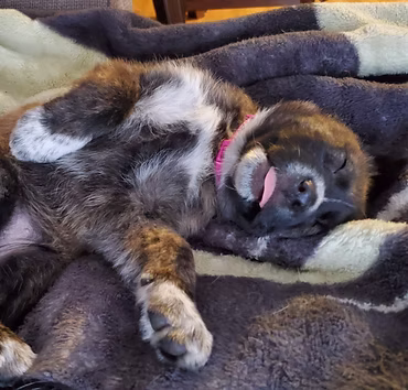 Dog 2