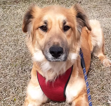 Dog 3