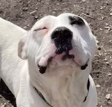 Dog 6