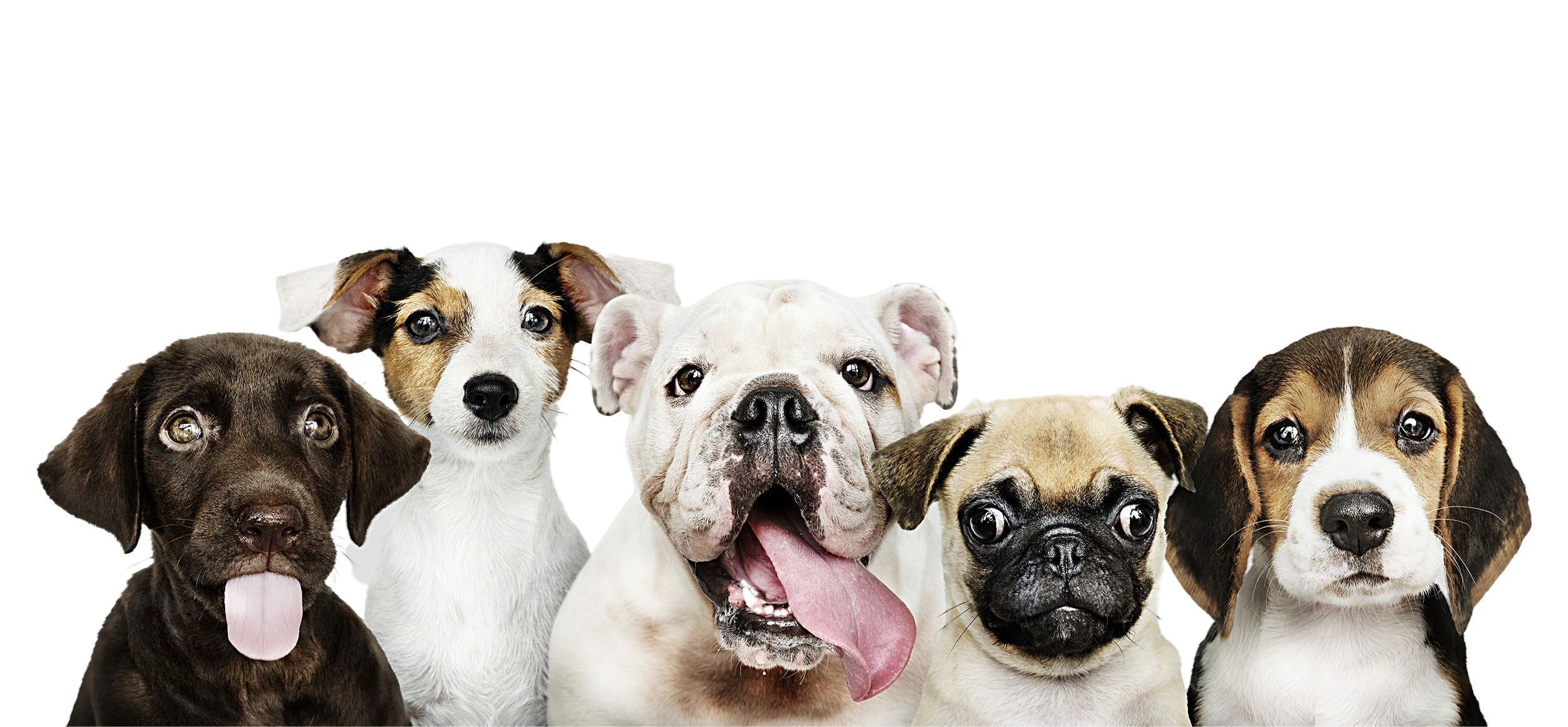 Adoptable Dogs