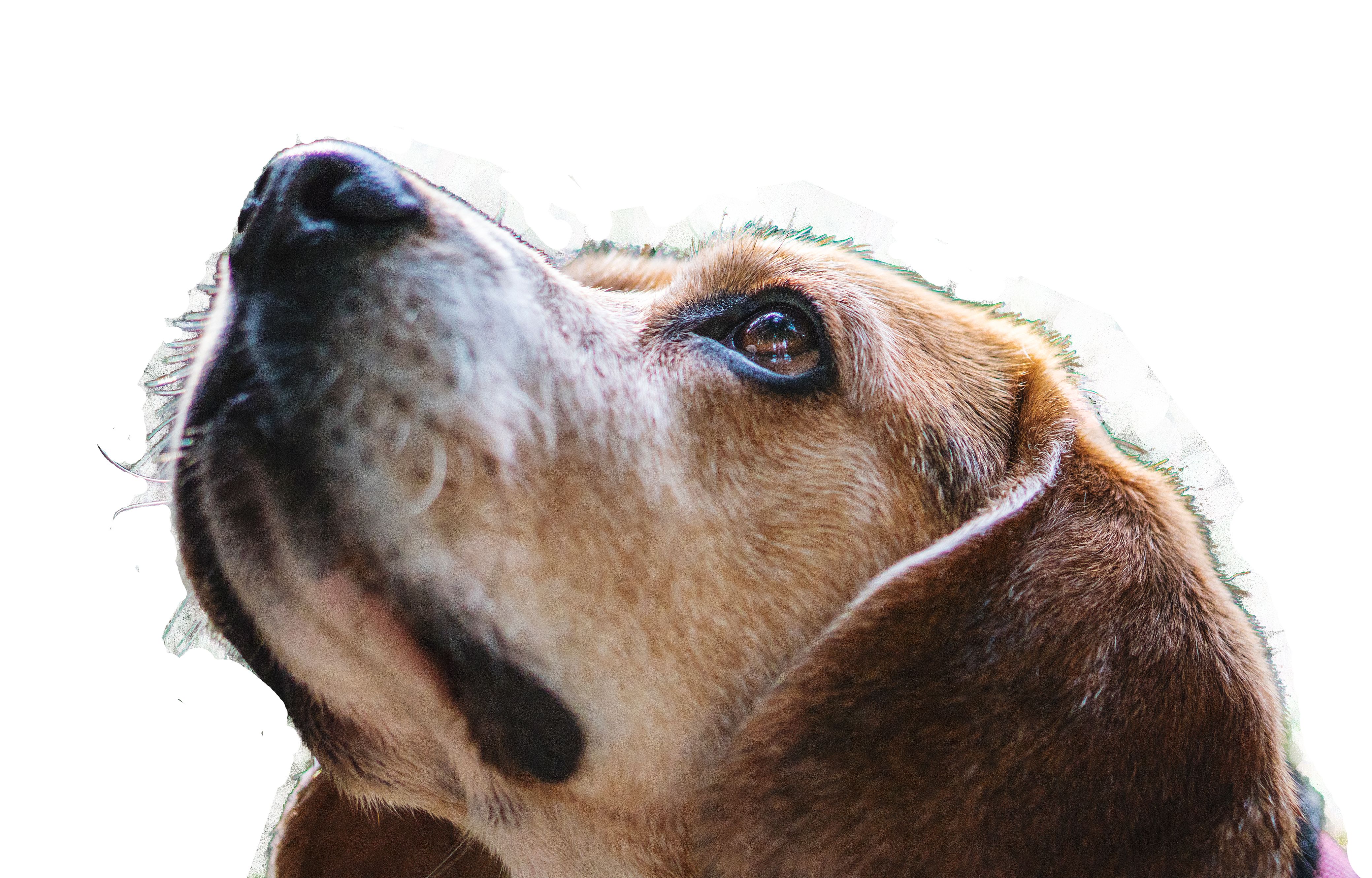 Dog looking up