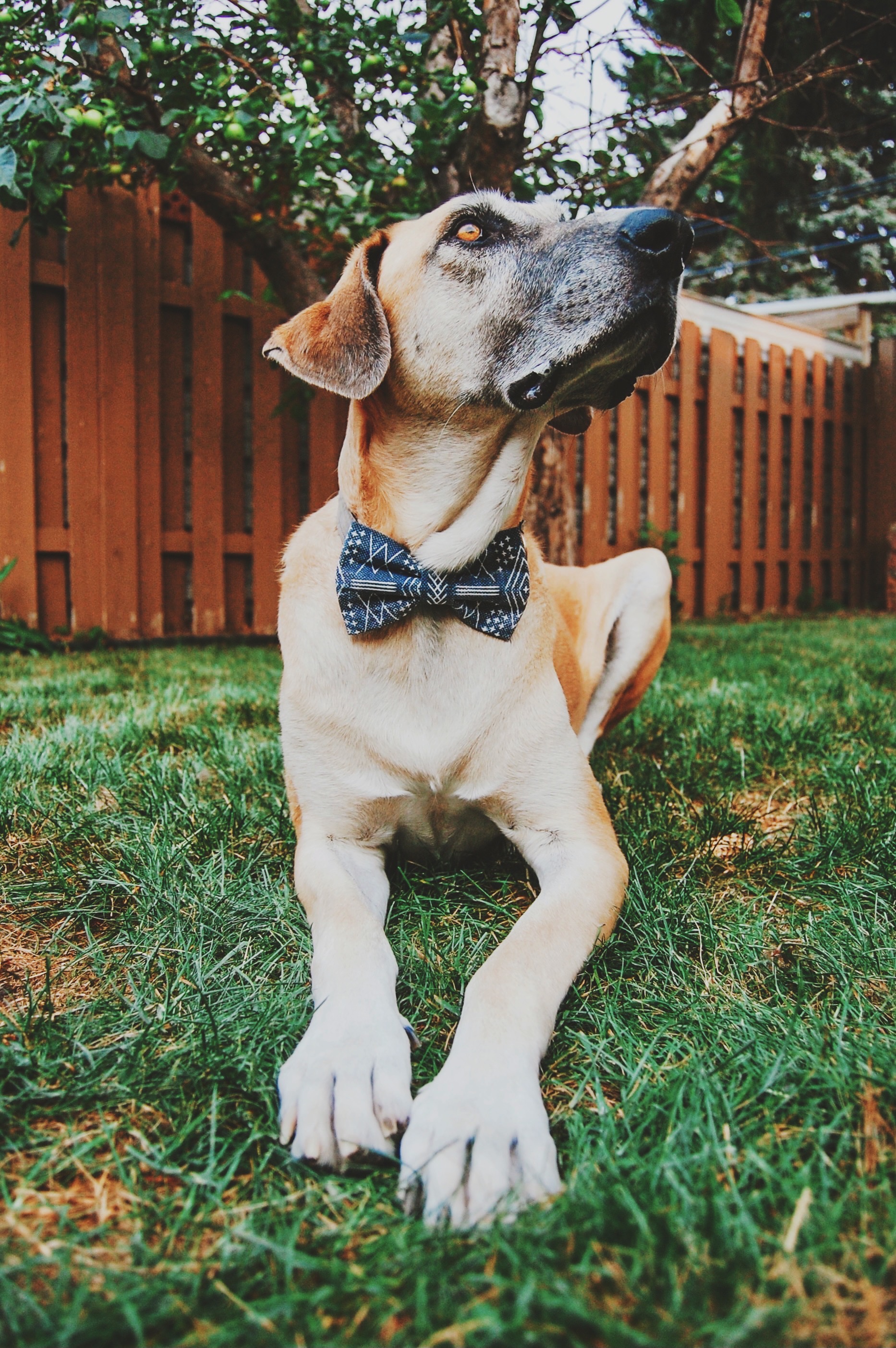 Dog available for foster